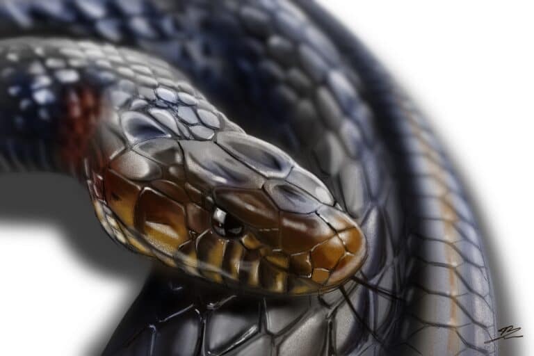 Crealab - Peinture Bestiaire Snake - Jocelyn Bouget