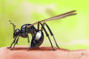 Crealab - Peinture Bestiaire Fourmie - Jocelyn Bouget