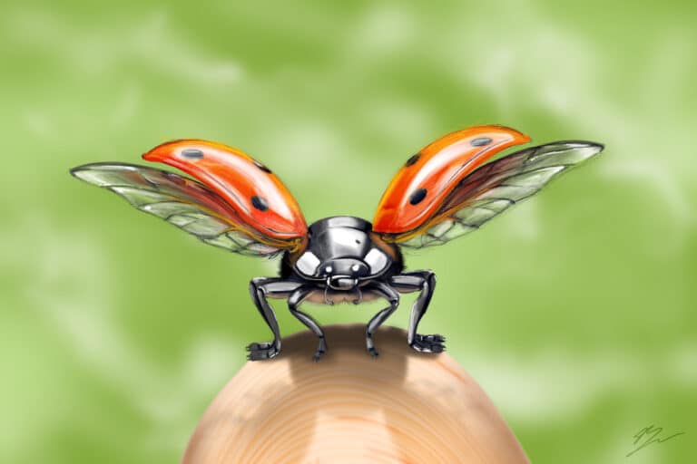 Crealab - Peinture Bestiaire LadyBug - Jocelyn Bouget