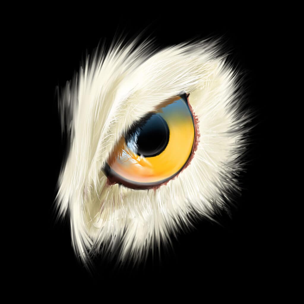 Crealab - Peinture Bestiaire eye Owl - Jocelyn Bouget