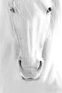 Crealab - Peinture Bestiaire Horse - Jocelyn Bouget