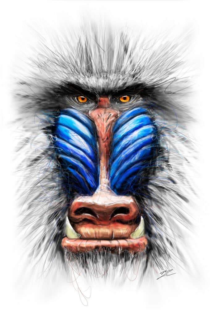 Crealab - Peinture Bestiaire Mandrill - Jocelyn Bouget