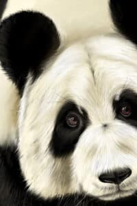 Crealab - Peinture Bestiaire Panda - Jocelyn Bouget