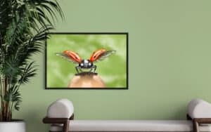 Crealab - Peinture Bestiaire LadyBug - Jocelyn Bouget